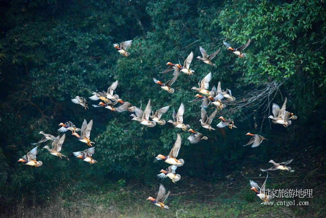 進(jìn)入初冬，大批野生鴛鴦陸續(xù)飛抵江西婺源縣賦春鎮(zhèn)鴛鴦湖越冬，小精靈們在湖面上或相互依偎、卿卿我我；或隨波逐流、嬉戲打鬧，悠閑自在生活在青山綠水之間，優(yōu)良的水域和豐富的湖畔闊葉林，為鴛鴦過冬提供良好生存環(huán)境，婺源鴛鴦湖已成為亞洲最大的野生鴛鴦越冬棲息地。（攝于12月4日下午）