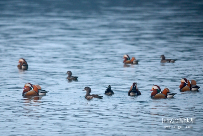 進(jìn)入初冬，大批野生鴛鴦陸續(xù)飛抵江西婺源縣賦春鎮(zhèn)鴛鴦湖越冬，小精靈們在湖面上或相互依偎、卿卿我我；或隨波逐流、嬉戲打鬧，悠閑自在生活在青山綠水之間，優(yōu)良的水域和豐富的湖畔闊葉林，為鴛鴦過冬提供良好生存環(huán)境，婺源鴛鴦湖已成為亞洲最大的野生鴛鴦越冬棲息地。（攝于12月4日下午）