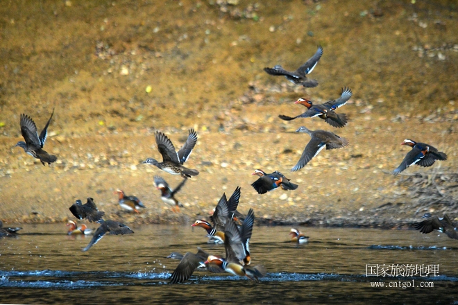 進(jìn)入初冬，大批野生鴛鴦陸續(xù)飛抵江西婺源縣賦春鎮(zhèn)鴛鴦湖越冬，小精靈們在湖面上或相互依偎、卿卿我我；或隨波逐流、嬉戲打鬧，悠閑自在生活在青山綠水之間，優(yōu)良的水域和豐富的湖畔闊葉林，為鴛鴦過冬提供良好生存環(huán)境，婺源鴛鴦湖已成為亞洲最大的野生鴛鴦越冬棲息地。（攝于12月4日下午）
