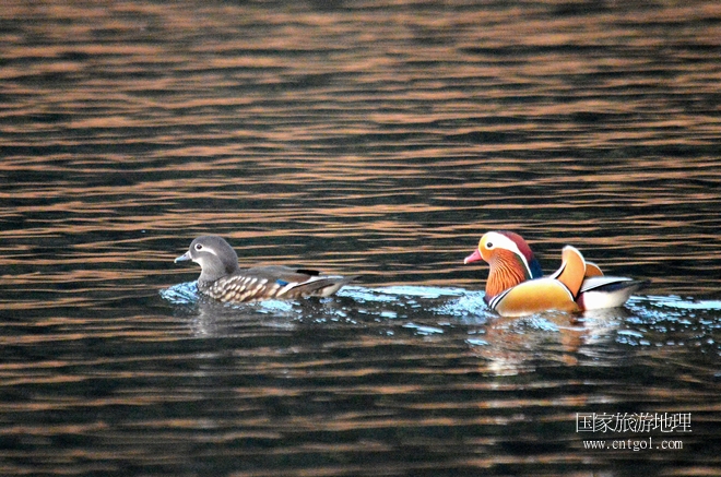進(jìn)入初冬，大批野生鴛鴦陸續(xù)飛抵江西婺源縣賦春鎮(zhèn)鴛鴦湖越冬，小精靈們在湖面上或相互依偎、卿卿我我；或隨波逐流、嬉戲打鬧，悠閑自在生活在青山綠水之間，優(yōu)良的水域和豐富的湖畔闊葉林，為鴛鴦過冬提供良好生存環(huán)境，婺源鴛鴦湖已成為亞洲最大的野生鴛鴦越冬棲息地。（攝于12月4日下午）